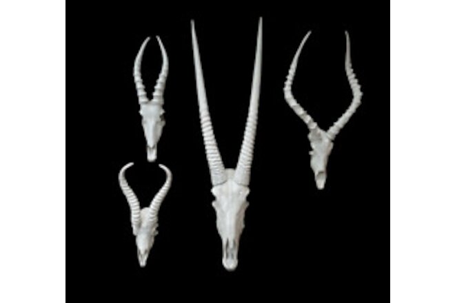 Set of 4 skulls blesbok,springbok ,impala, Gemsbok Faux  interior design