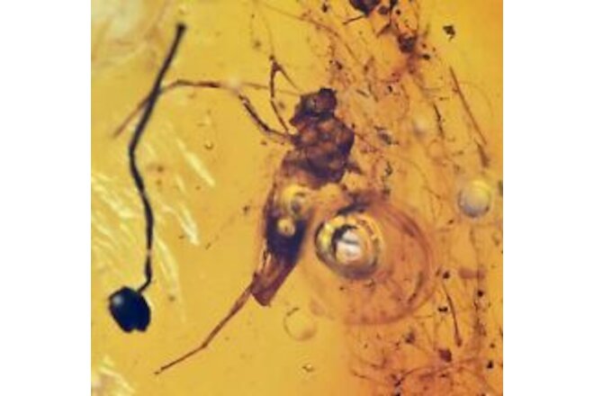 Insect in large mass of spider webbing, Fossil Inclusion in Dominican Amber