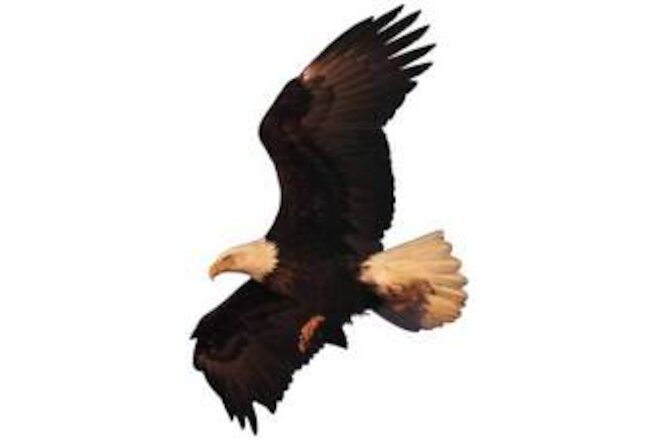 USA symbol The AMERICAN BALD EAGLE Flying Bird - BIG Window Cling Decal Sticker