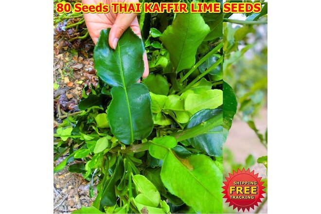 80 Seeds THAI KAFFIR LIME SEEDS Fragrant Organic Source Free Delivery Thai Food