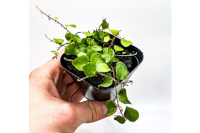 Microgramma tecta (2.5" Pot) Miniature Epiphytic Fern /Dart Frog Terrarium Plant