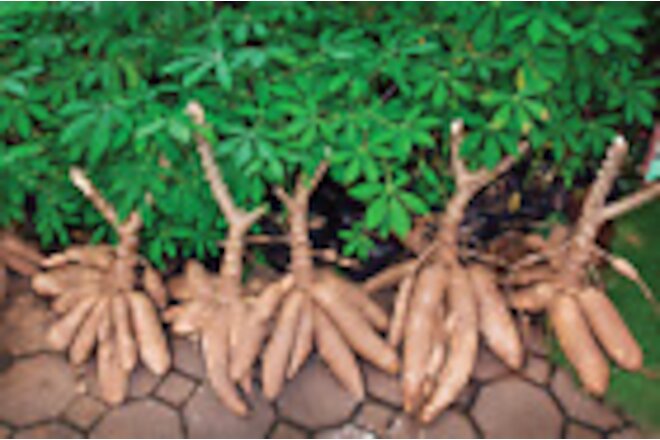 4PCS Sweet Cassava Quick Stick Yuca Manihot Esculenta Manioc Tapioca Cuttings