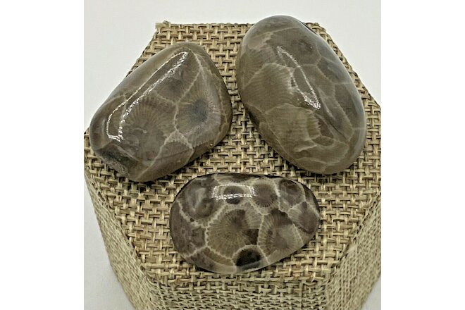 PETOSKEY STONES (POLISHED) AT 2021 PRICES!!! - SET OF 3 - FREE SHIPPING!!!