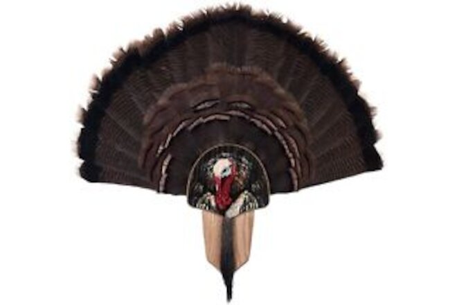 Turkey Fan Mount & Display Kit Oak with Turkey Profile Image