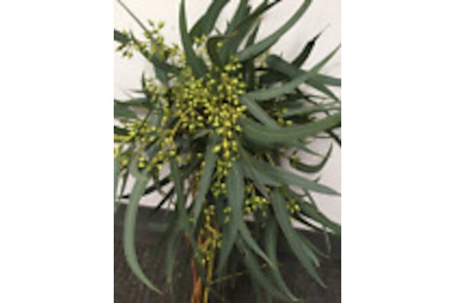 Seeded Willow Eucalyptus Bunches Wholesale / Grower Direct