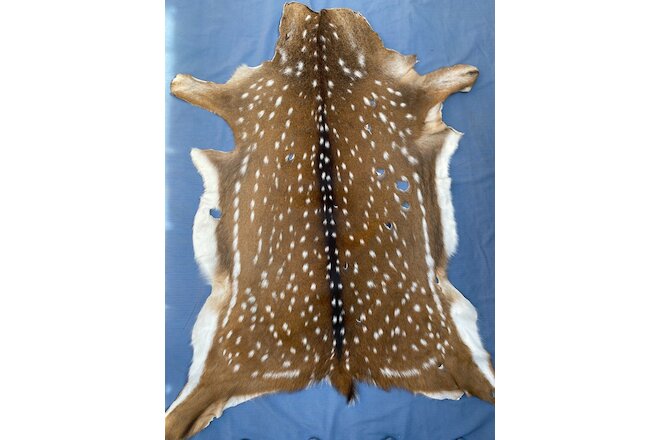 Axis Deer Chital Hides - 10 Pieces Lot #003