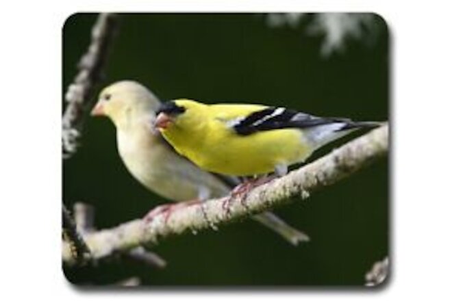 American Goldfinch ~ Mouse Pad / Mousepad ~ Bird Feeder Birding Lover Gift