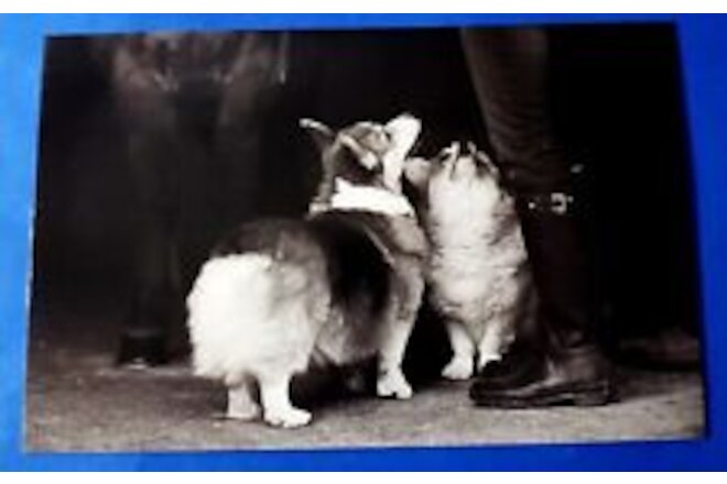 Postcard 2 Corgi Dogs Astrid Harrisson Art Card 6" x 3.75"