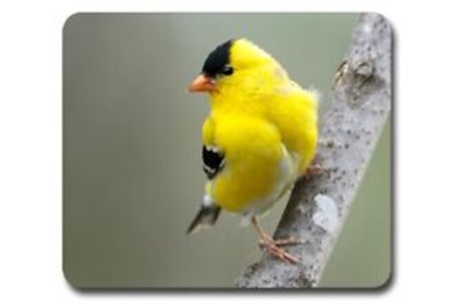 American Goldfinch ~ Mouse Pad / PC Mousepad ~ Bird Watching Feeder Birding Gift