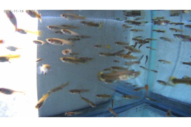 ONLY $24.95 YOU GET 20 GUPPY FRY( Babies) SUPER CUTE Mutt Guppies(FREE SHIPPING)