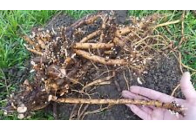 Hop Rhizomes - Cascade, Columbus, Glacier, Nugget, Chinook, Mt. Hood  and more