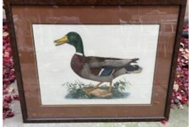 Prideaux John Selby "Common Wild Duck, Male" Hand-Colored Copper Engraving