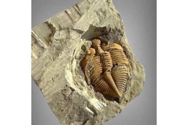RARE Golden Trilobite Fossil - Coronocephalus jastrowi Silurian Period