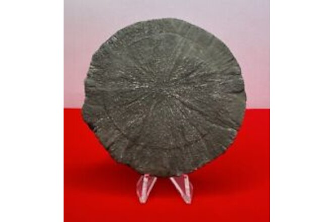 Pyrite Sun, Pyrite, Pyrite Sun Dollar, Pyrite Dollar, Sparta IL, 3.0”, 124.72g