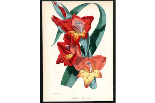 1834 Joseph Paxton Original Antique Magazine Botany Red Orange Gladiolus Print