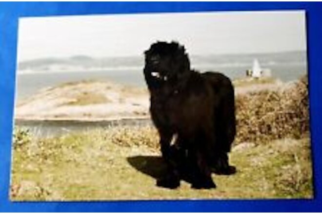 Postcard Newfoundland Dog Astrid Harrisson Art Card 6" x 3.75"