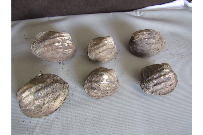 Set of 6 50 Year Old Stock Matched Whole Mother of Pearl Freshwater Mussel Shell