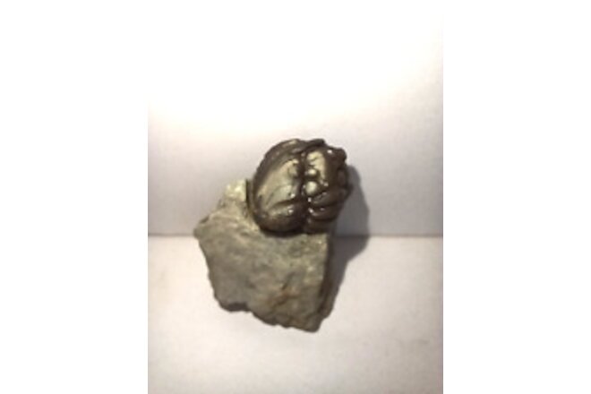 Enrolled Trilobite on matrix (detached) Flexicalymene Meeki, Waynesville, Ohio