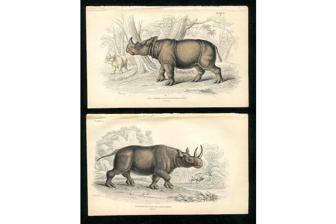 1840 Jardine Naturalist's Library Set 2 Antique prints African, Sumatran Rhino