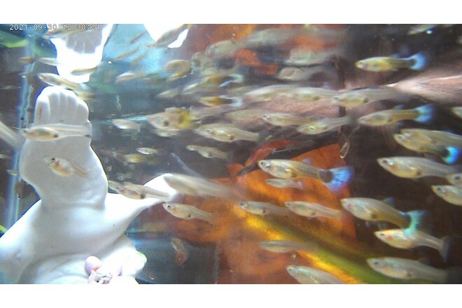 (YOUNG LADIES ONLY)20 GUPPIES $34.95 (JUVENILE FEMALE)20 GUPPY (FREE SHIPPING)