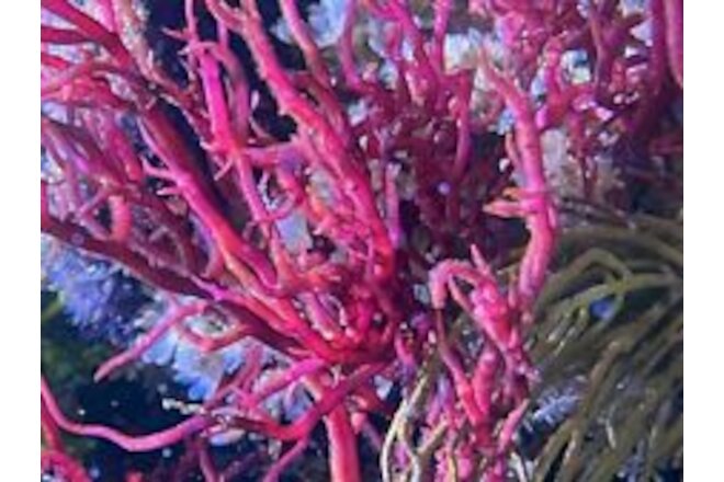 Marine Macro Algae / Seaweed / Marine Plant Gracilaria Blodgetti