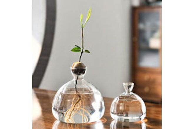 Glass Seed Growing Vase Clear Glass Plant Growing Avocado Vase Bulb Vase
