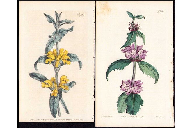 1813 Curtis Botanical Magazine Tuberous & Lamp-wick Phlomis , 2 Antique Print