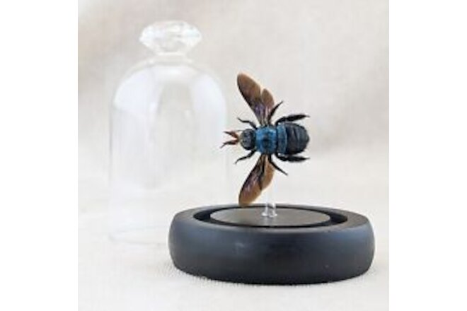 G89N Preserved Blue Carpenter Bee Taxidermy Oddities entomology dome specimen