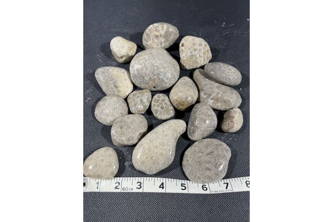 Petoskey Stone, Mich, 3.8 lb, rough, 16 in lot, excellent patterns