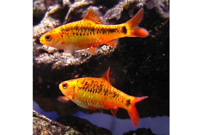 6 Gold Barbs Live Freshwater Aquarium Fish
