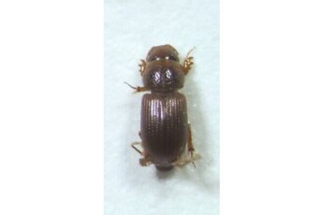 Dung Beetle: Platytomus longulus (Scarabaeidae) USA Coleoptera Insect