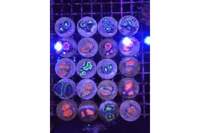 Live 5x ACANS 2-4 Polyps Coral Frag Saltwater Reef MICROMUSSA LPS SPS