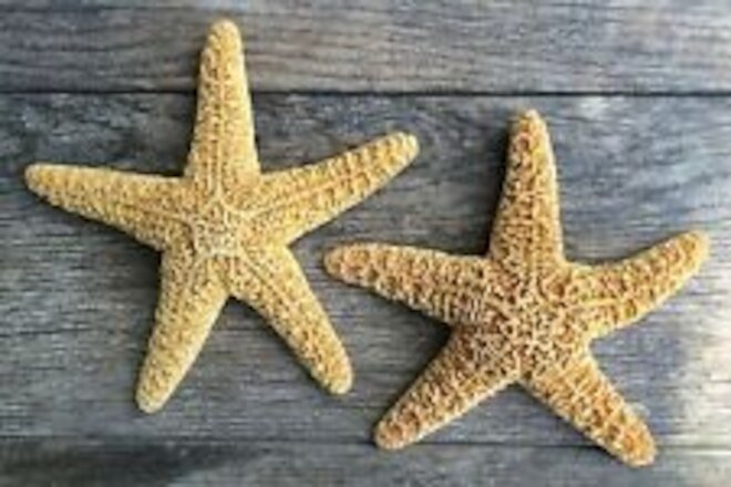 Sugar Starfish | 2 Real Large Brown Sugar Starfish | Plus Free Nautical eBook...