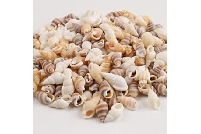 Spiral Shell Beads Tiny Natural Sea Shell Ocean Spiral Seashells Ocean Beach ...