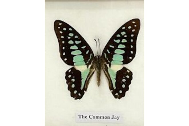 Beautiful Framed Butterfly (The Common Jay) Wall Decor Taxidermy Collectables