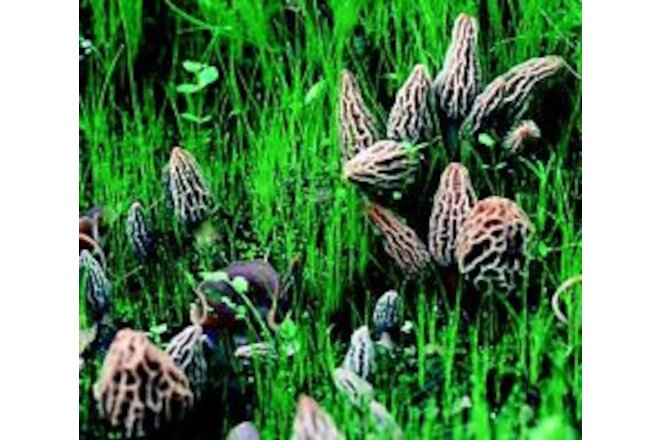 Morel Habitat Kit ® :  Backyard Morel Mushroom Grow Kit - S MHK