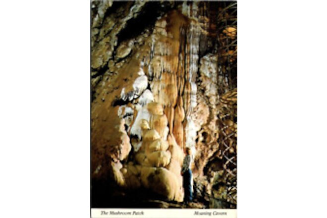 Vintage The Mushroom Patch Moaning Cavern Postcard