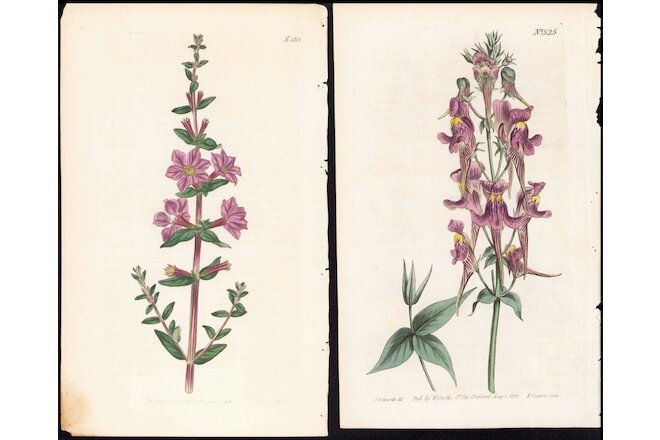 1816 Curtis Botanical Magazine Purple Antirrhinum & Lythrum, 2 Antique Prints