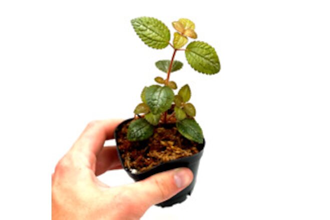 Pilea Moonlight (2.5" Pot) / Live Terrarium Plant / Rare Plant