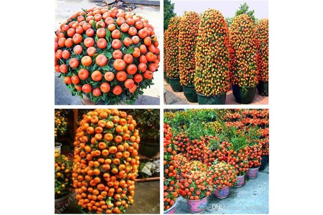 20 Dwarf Tangerine Mandarin Orange Citrus Fruit Bonsai Tree Seeds Easy Grow !