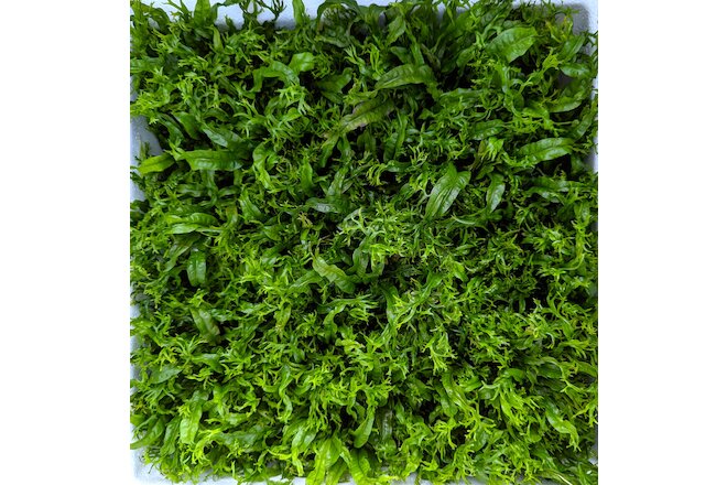 BulkBuy 50X Leaves Java Fern Windelov"Lacey" Easy Live Aquarium Plant Bulk Sale✅