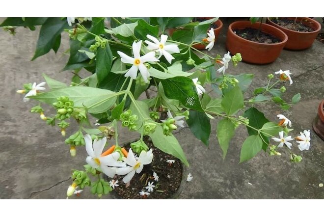Dried Night jasmine 25seed coral parijat arbor-tristis fragrant Nyctanthes white
