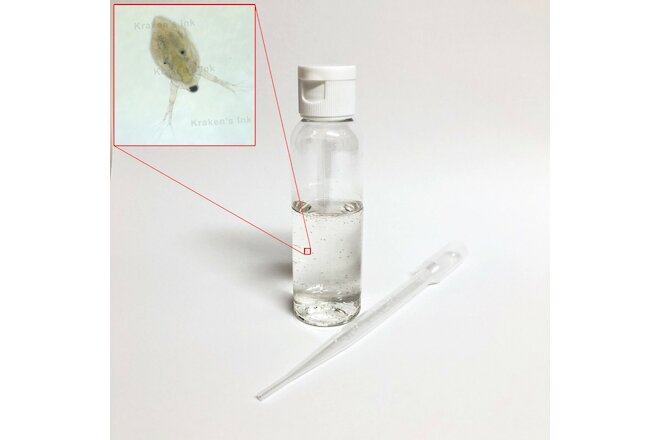 100+ Live Freshwater Moina Macrocopa Culture Water Fleas 1mm Size, Parasite Free