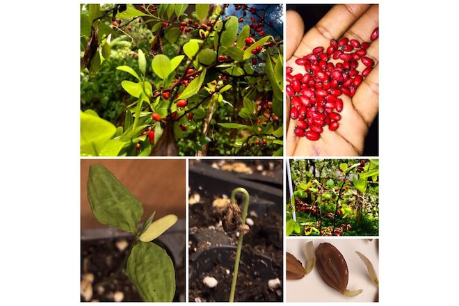 Coca Plant seeds 25 x pcs  + (5 Seeds Free Limited Offer) 100% pure Organic