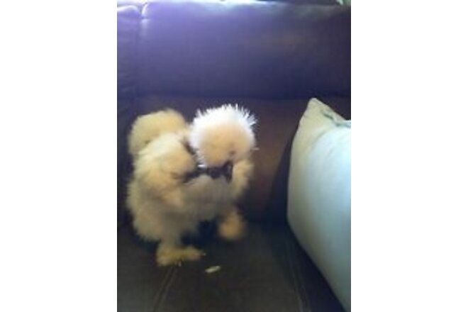 SMALL BREED EGGS!!! MICROS SILKIES BANTAMS! 1-DOZ!!! SMALL BREEDS ONLY!!...