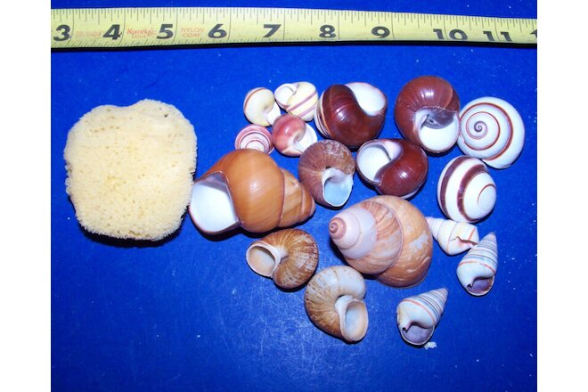 20 - ASSORTED LAND SNAIL SHELLS HERMIT CRAB WITH MOISTURE SPONGE CRAFTS WOW!