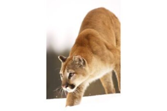 Cougar Hunting Poster Print