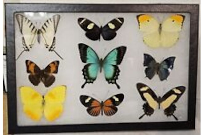 Real framed Butterfly collection #15