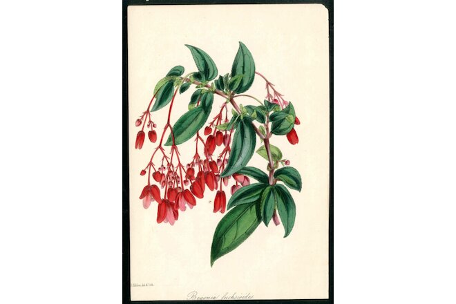 1834 Joseph Paxton Original Antique Magazine Botany Red Begonia Fuchsioid  Print