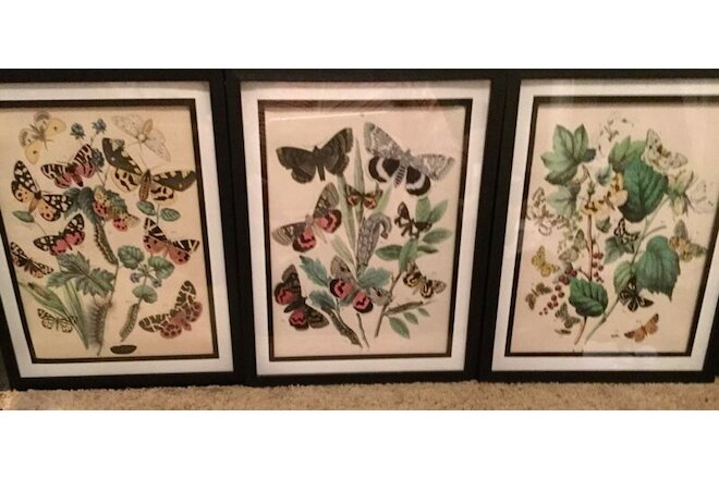 Botanical butterflys